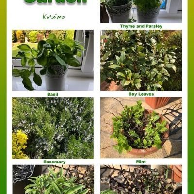 My herb garden
