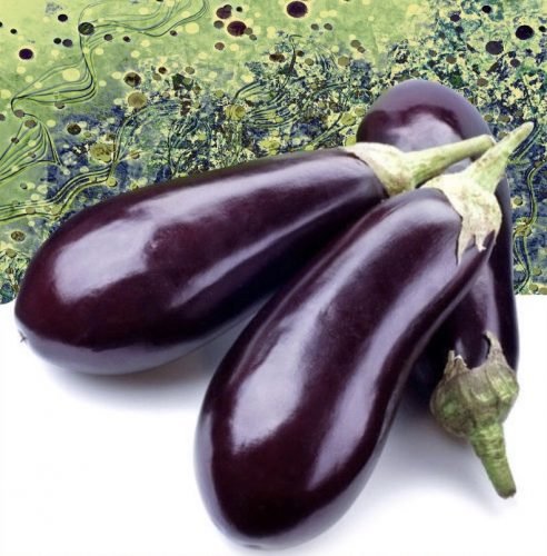 Aubergine